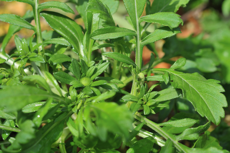 エゾマツムシソウのつぼみです