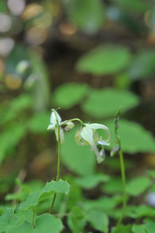 姫黄花イカリソウの花です