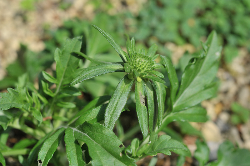 エゾマツムシソウのつぼみです