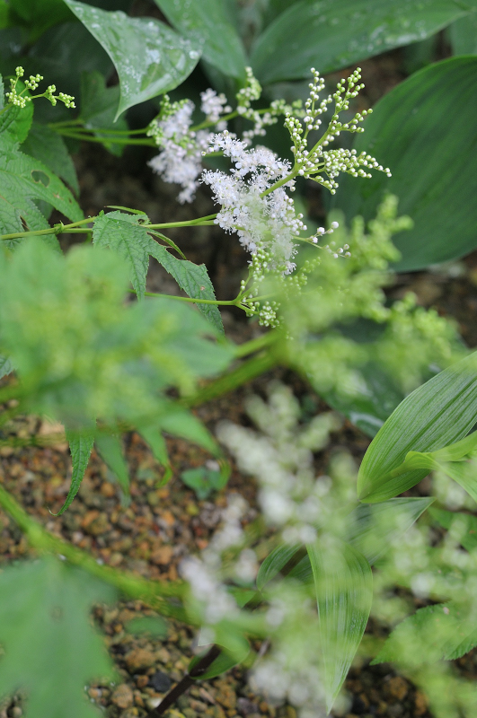 オニシモツケの花です