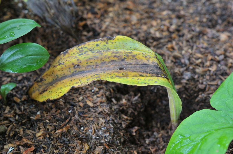 モイワランの葉です