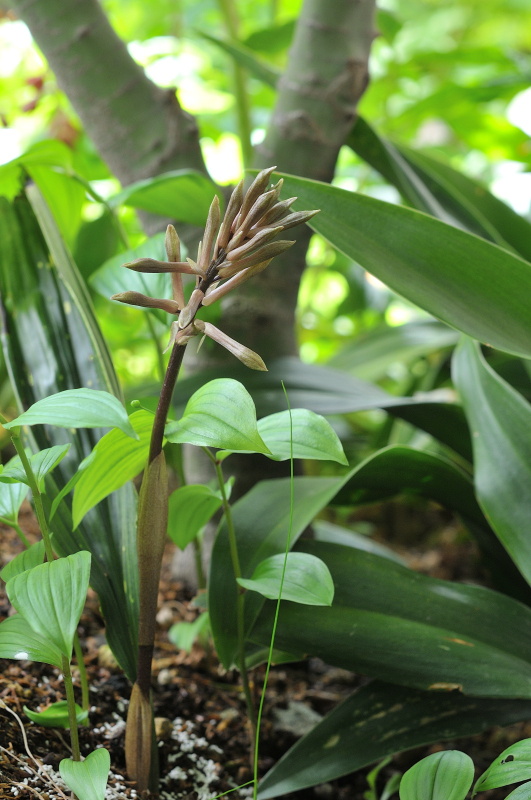 サイハイランのつぼみです