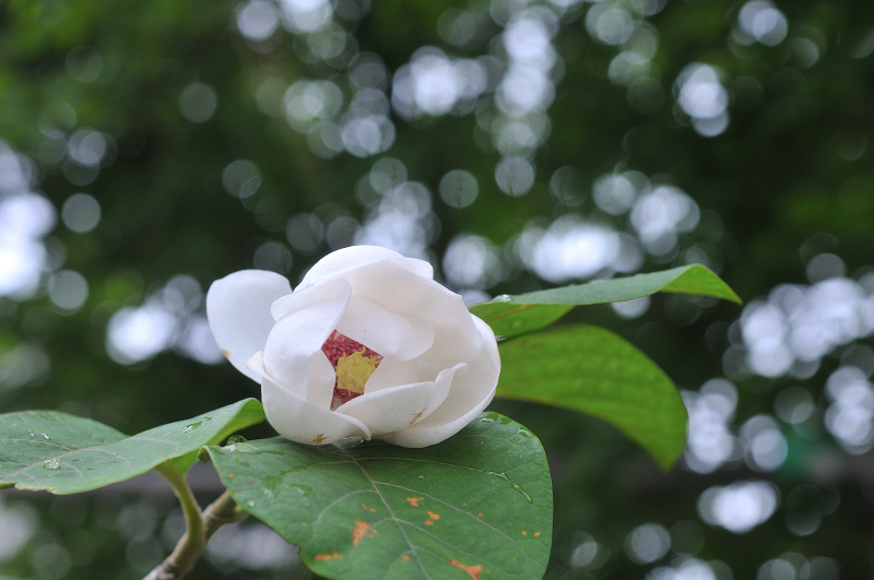 オオヤマレンゲの花です