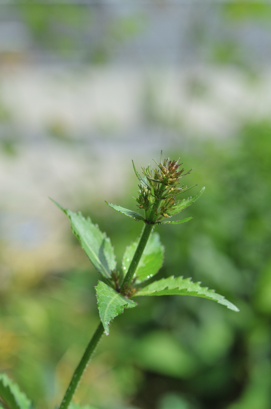 ハクサンシャジンのつぼみです