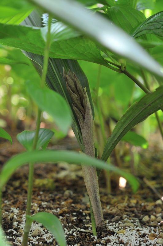 サイハイランのつぼみです