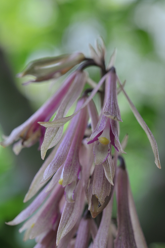 サイハイランの花のアップです