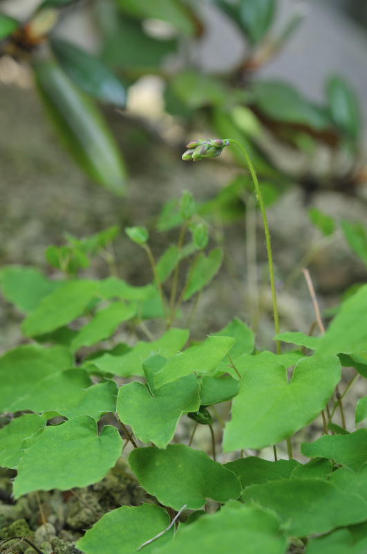 姫黄花イカリソウのつぼみです