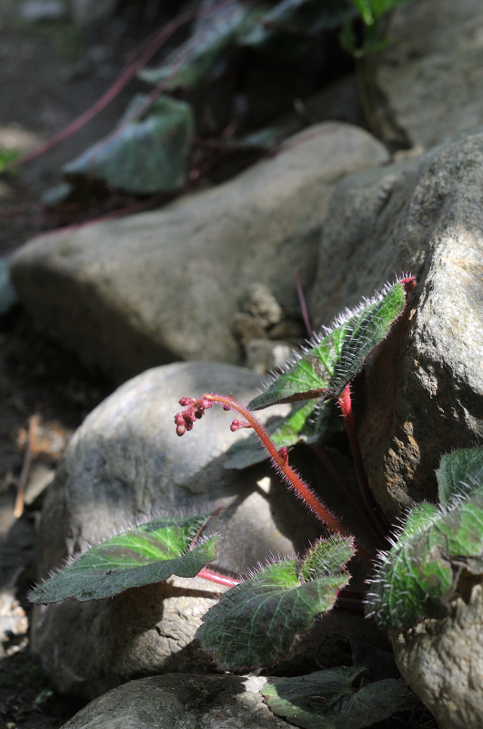 ユキノシタのつぼみです