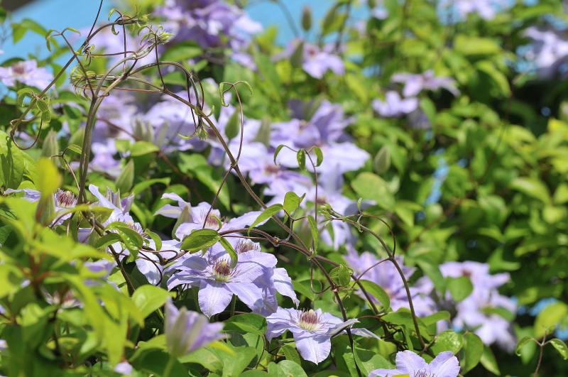 カザグルマの花です