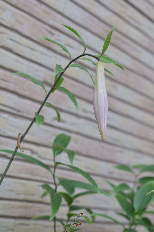 別株のササユリのつぼみです