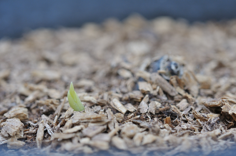 エビネのバルブ吹せ