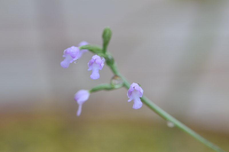 ヒナランの花です