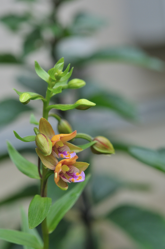 カキランのはなです