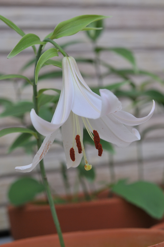 ササユリの花です