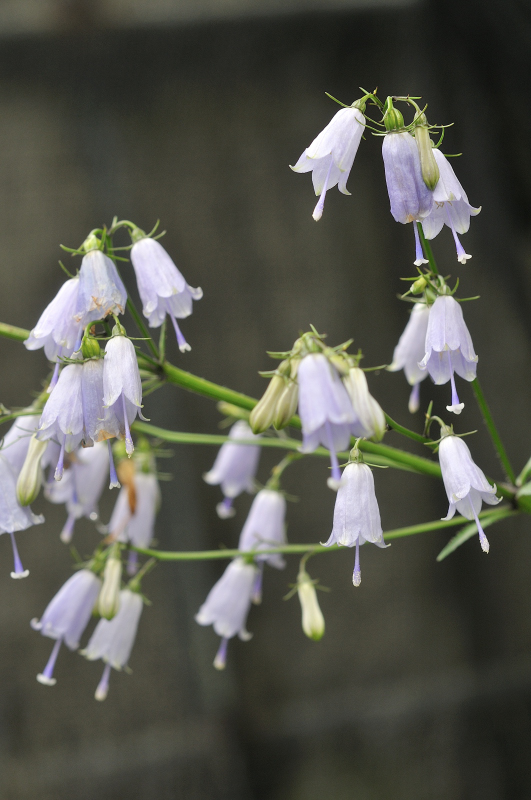ハクサンシャジンの花です
