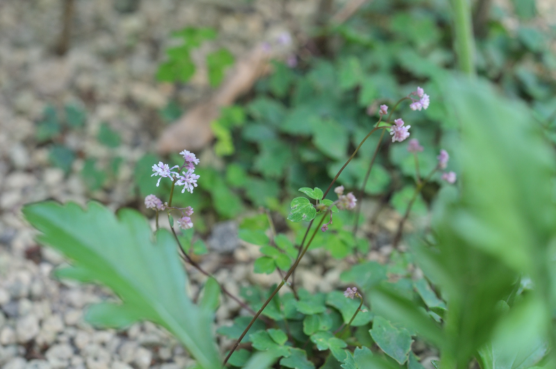ヤクシマカラマツの花です