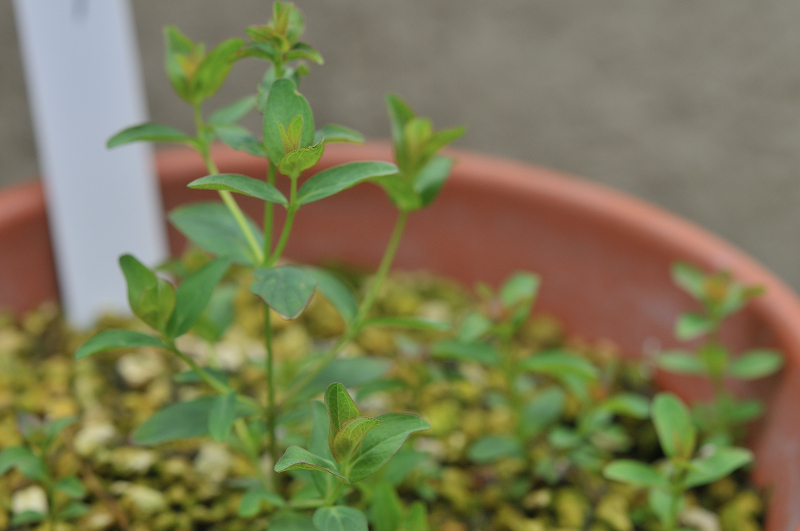 オトギリソウの葉です