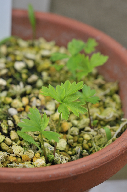 ミヤマセンキュウの本葉です