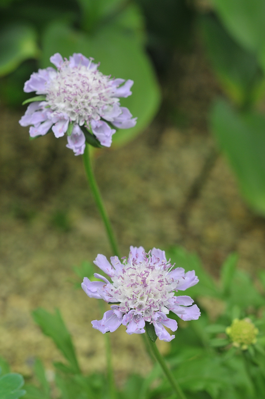 エゾマツムシソウの花です