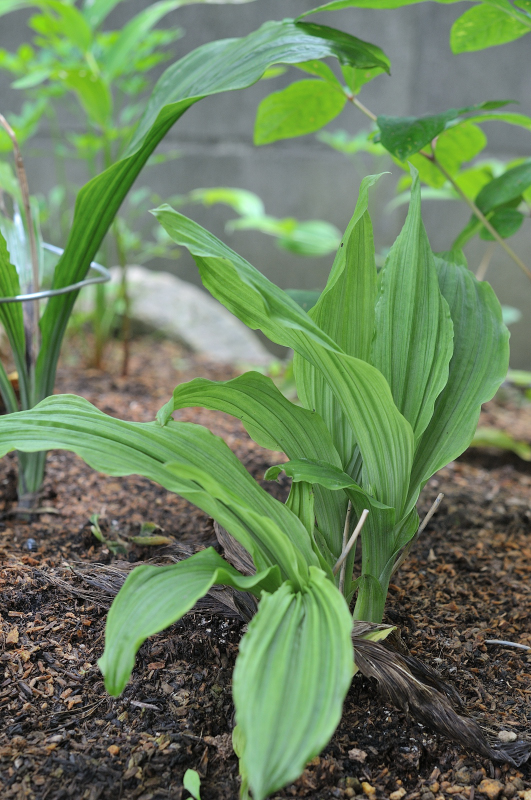 ナツエビネです