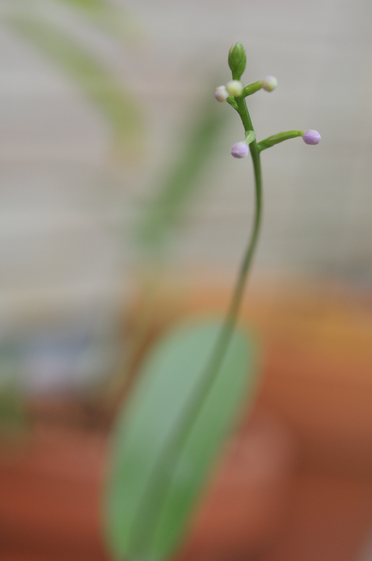 ヒナランのつぼみです