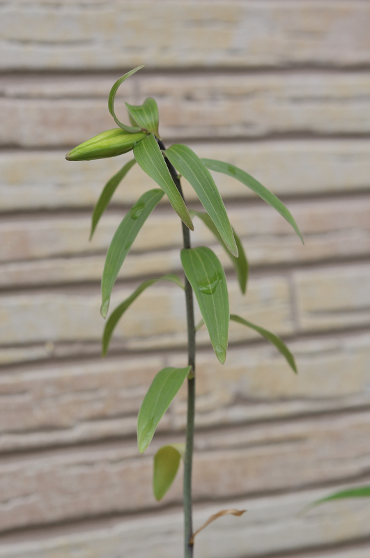 ササユリのつぼみです