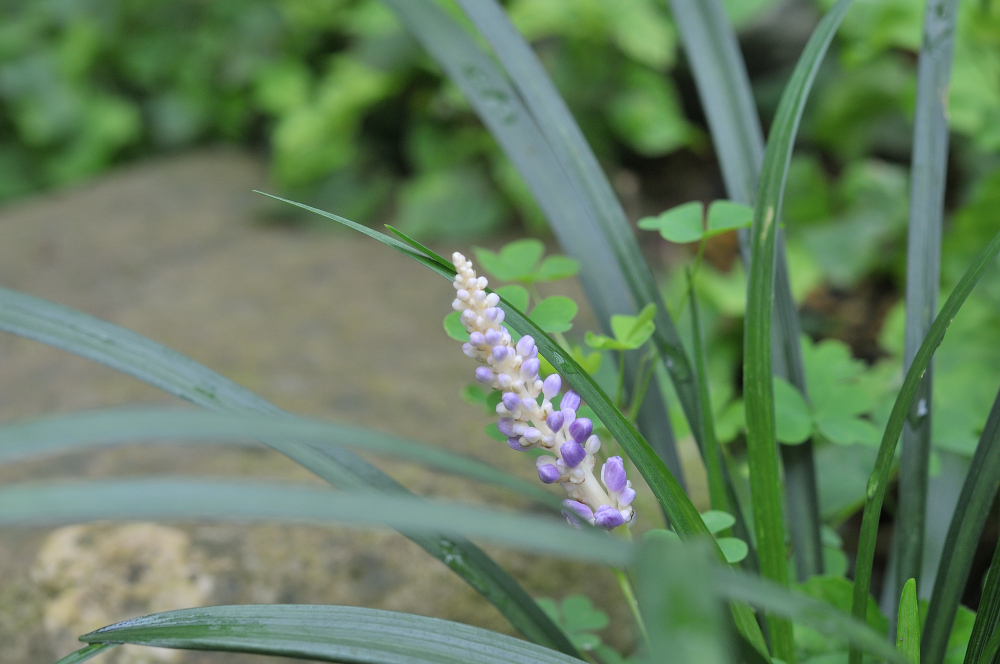 ヤブランの花です