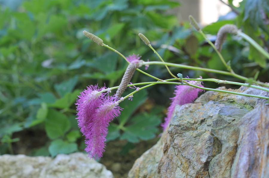 カライトソウの花です
