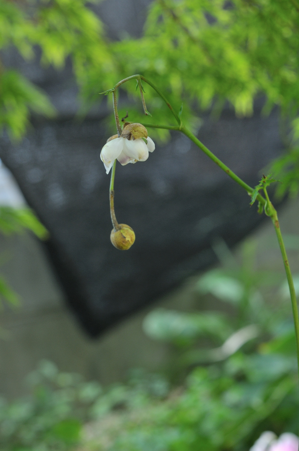 レンゲショウマの花です
