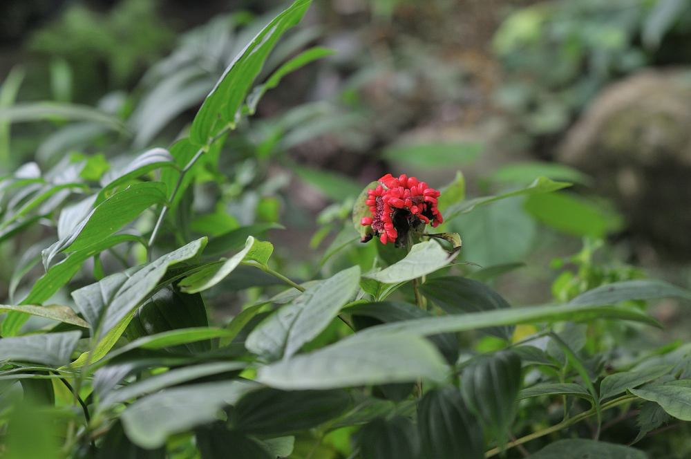 ヤマシャクヤクの実です