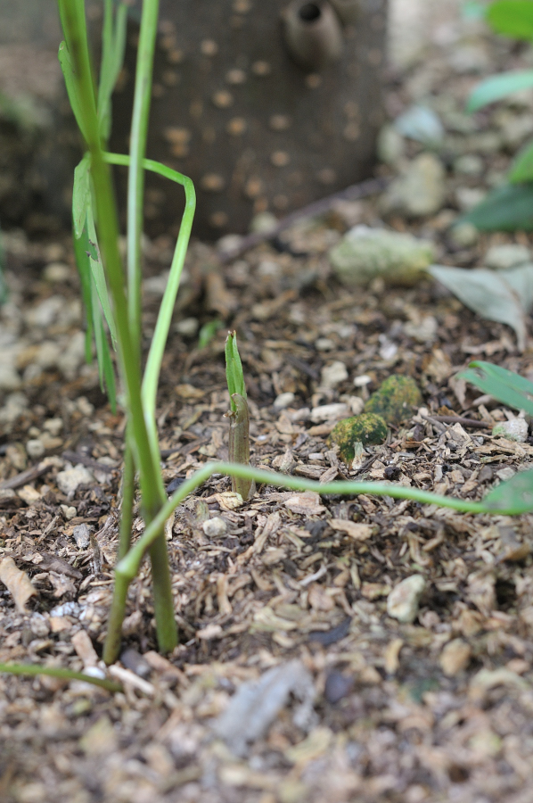 トケンランの新芽です