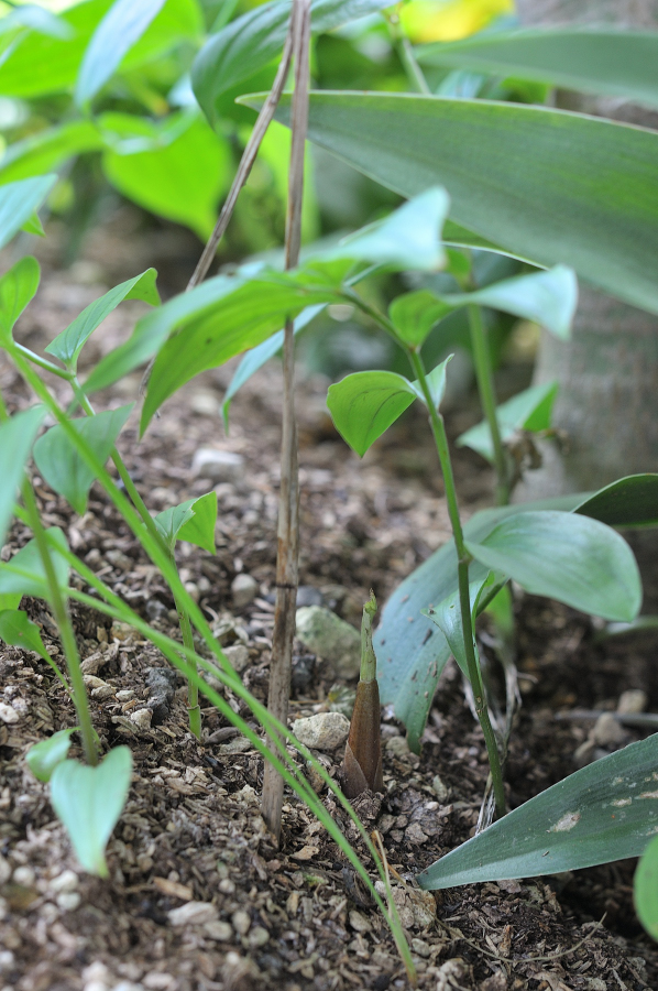サイハイランの新芽です