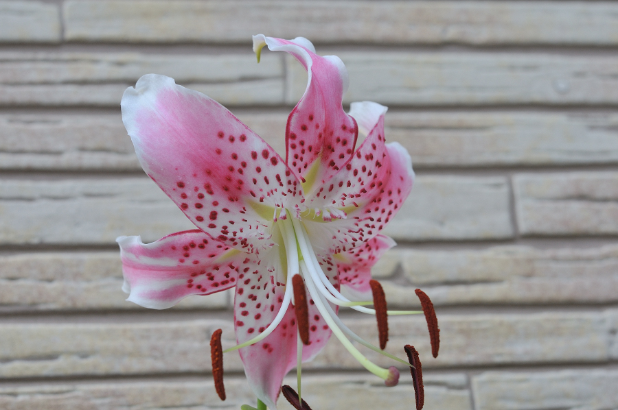 カノコユリの花です