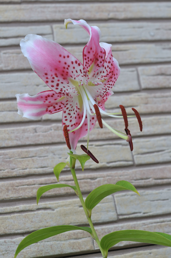 カノコユリの花です