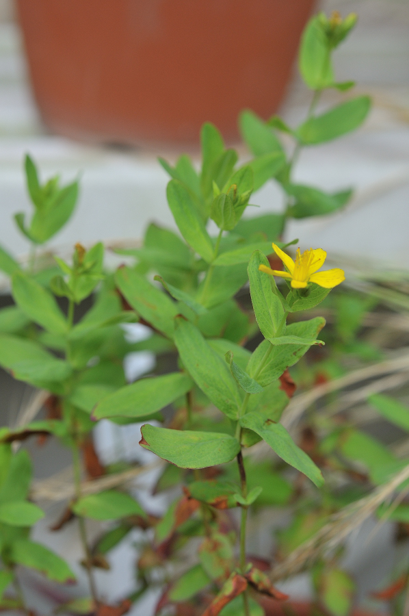 オトギリソウの花です