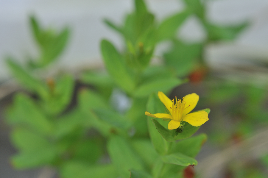オトギリソウの花です