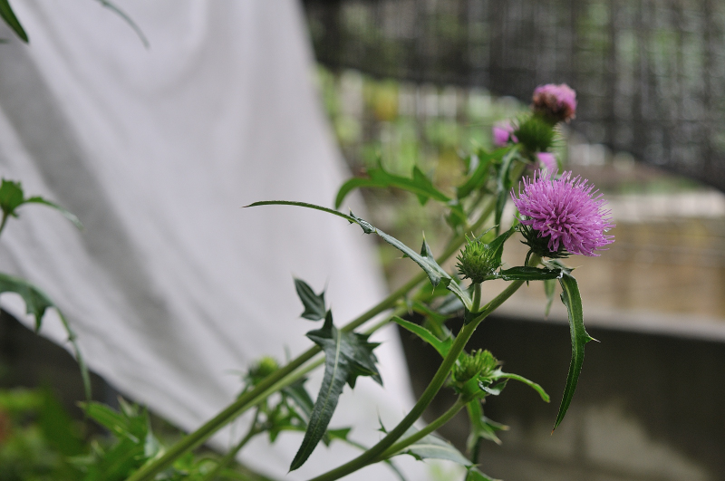 ノハラアザミの花です
