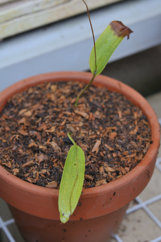 ヒナランの葉っぱです