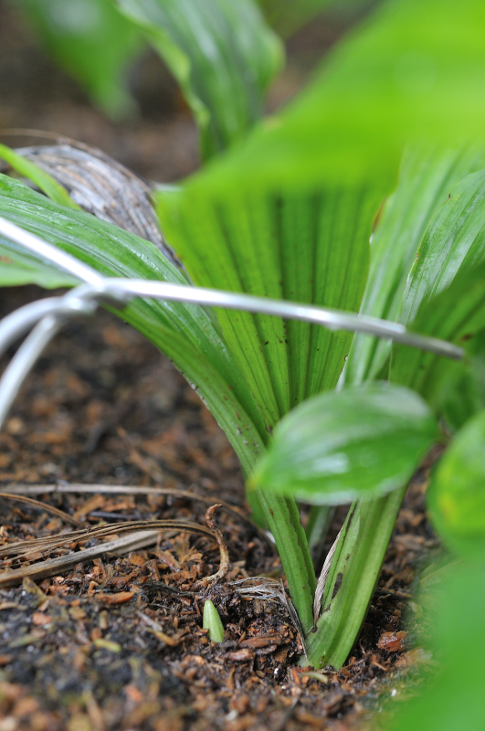 八丈島産エビネの新芽です
