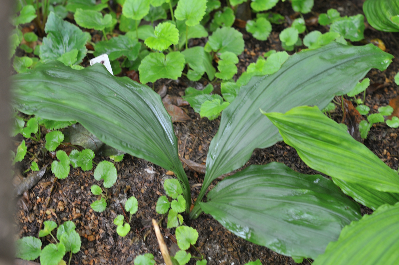 伊豆産ジエビネです