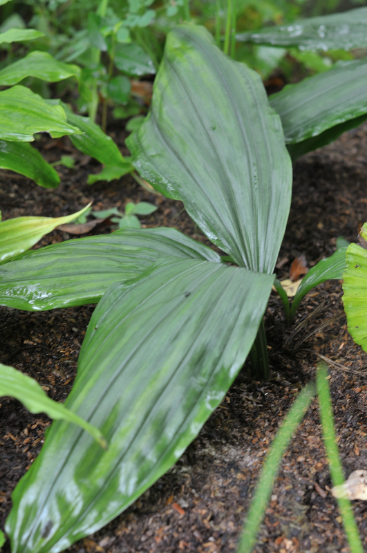 栃木県産ジエビネです