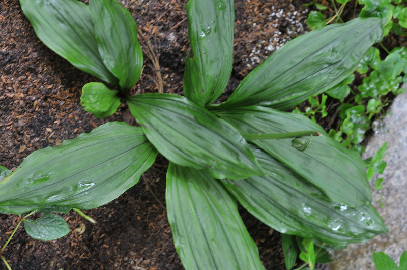 栃木県産ジエビネです