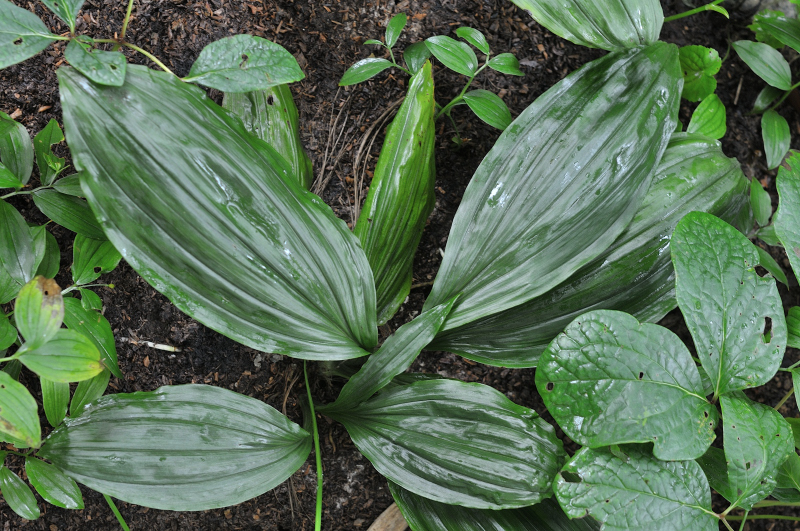 黄弁白舌のコオズエビネの葉っぱです