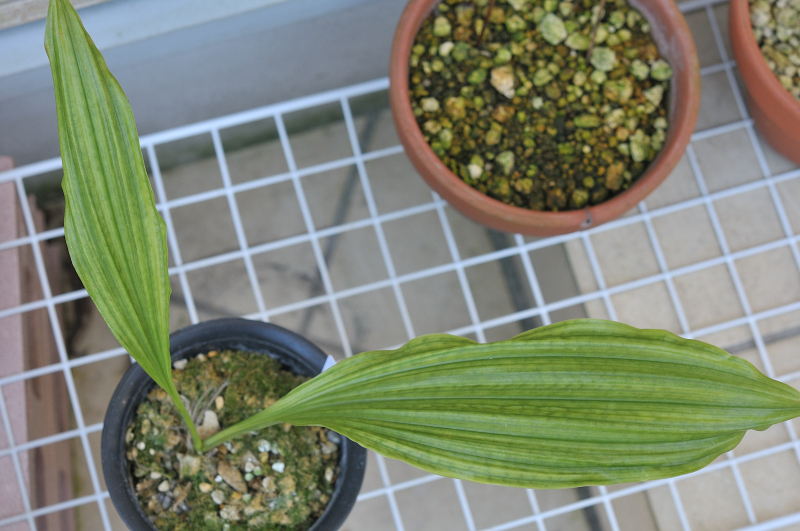 ニオイエビネです