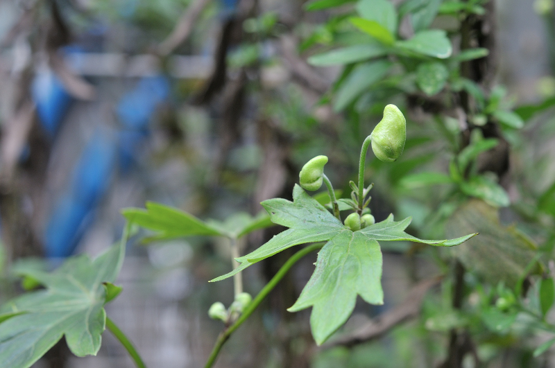 ダイセツトリカブトのつぼみです