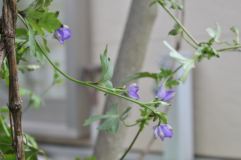 ハクサントリカブトの花です