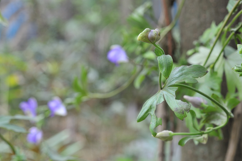ハクサントリカブトのつぼみです