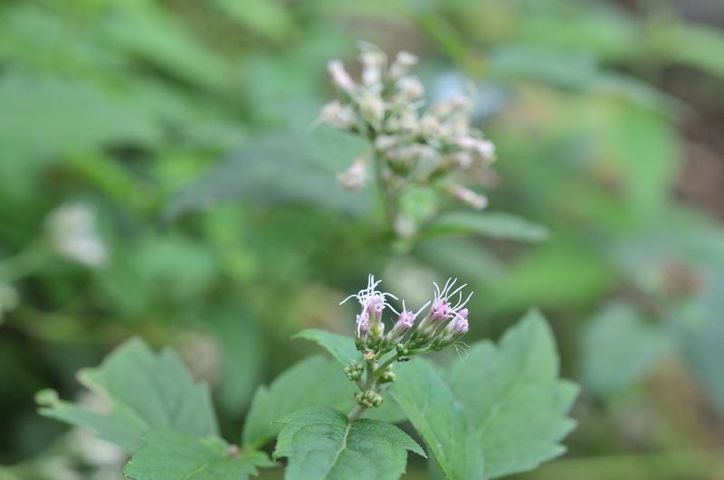 ヨツバヒヨドリのつぼみです