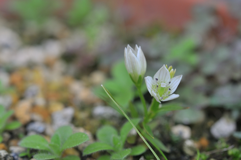 センブリの花です