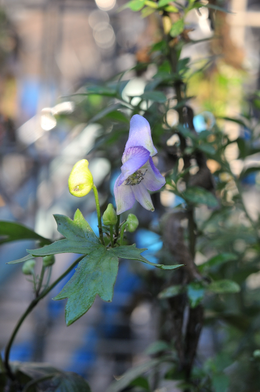 ダイセツトリカブトの花とつぼみです